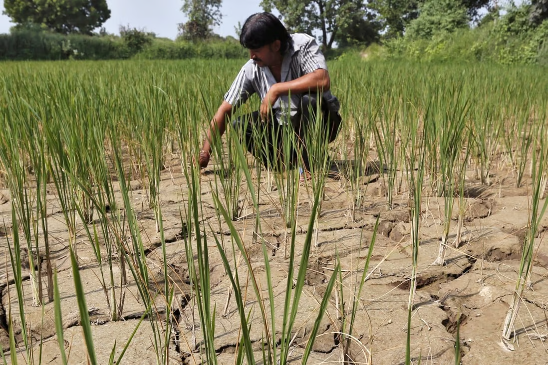 Sự thay đổi lượng mưa ảnh hưởng lớn đến các nhà cung cấp gạo hàng đầu thế giới. TRONG ẢNH: Nông dân trên cánh đồng khô cằn ở ngoại ô thành phố Ahmedabad (Ấn Độ). Ảnh: Reuters	