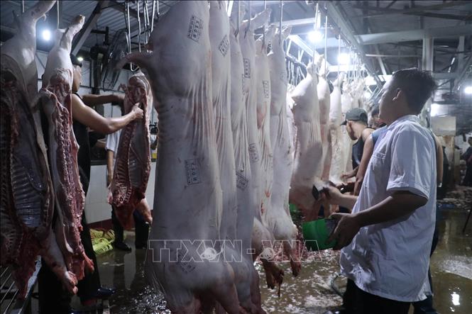 Cán bộ thú y kiểm tra sản phẩm thịt lợn trước khi xuất ra khỏi cơ sở giết mổ. Ảnh tư liệu: Bùi Giang/TTXVN