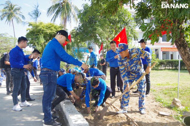 Quang cảnh trồng cây phi lao chắn sóng ven biển.