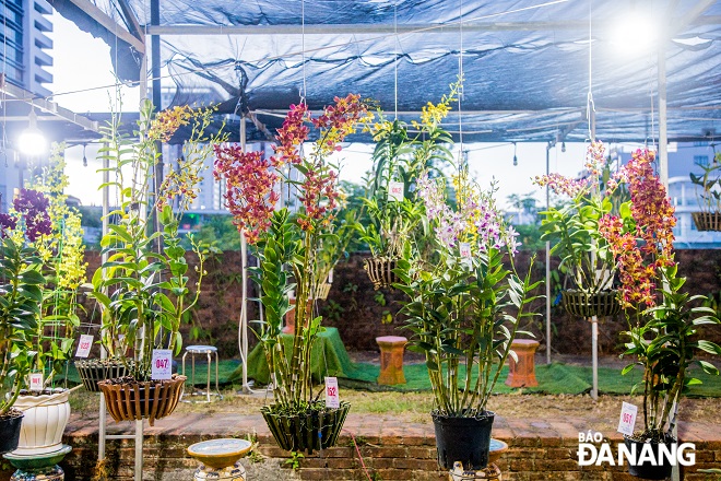 The Da Nang Orchid Festival 2023 attracted the participation of orchid clubs from 20 provinces and cities across the country such as Da Nang, Ha Noi, Quang Nam, Quang Ngai, Lam Dong, Thua Thien Hue, Quang Tri and Quang Binh.