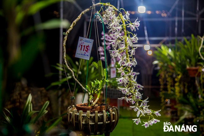 Orchids on display at the festival