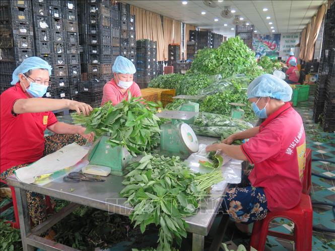 Công nhân Hợp tác xã nông nghiệp Phước Thịnh sơ chế rau trước khi đóng gói, xuất bán cho các siêu thị lớn TP. Hồ Chí Minh. Ảnh (tư liệu) minh họa: Minh Hưng/TTXVN