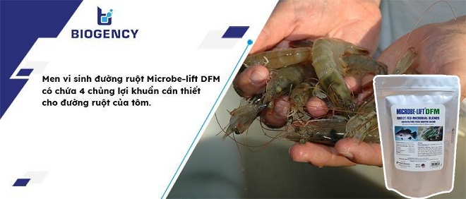 Duy nhất trên thị trường, men vi sinh đường ruột Microbe-lift DFM có chứa 4 chủng lợi khuẩn cần thiết cho đường ruột của tôm.