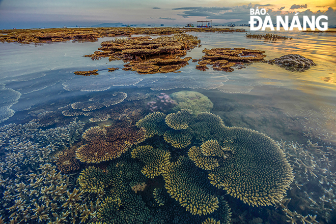 The beauty of coral reefs in Son Tra. Photo: Pham Dang Khiem