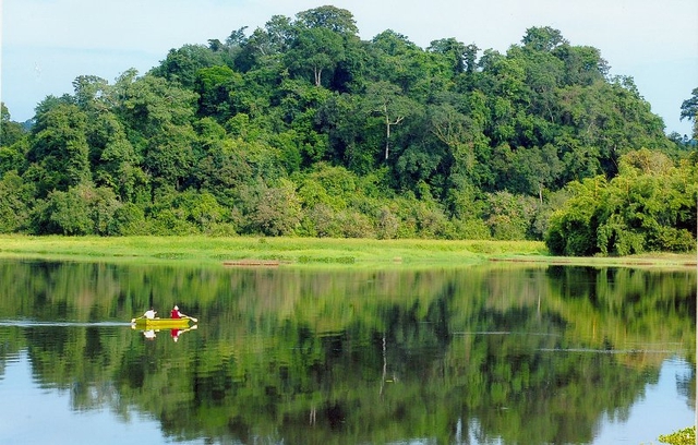 Rừng Nam Cát Tiên - Ảnh minh họa