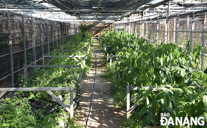 Vườn ươm các giống cây đặc hữu của bán đảo Sơn Trà gồm thàn mát, giành giành, găng cao, thành ngạnh tại Trung tâm Công nghệ Sinh học Đà Nẵng. Ảnh: Đ.L