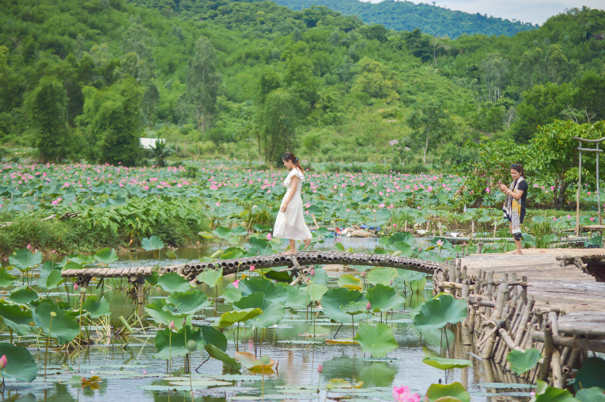 The Tra Ly-Dong Ly lotus flower field is a popular tourist destination for those who want to immerse themselves in nature and pure air 