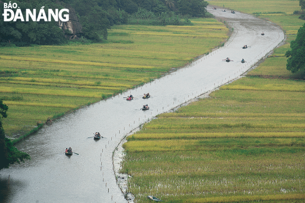 Chở lúa về nhà.