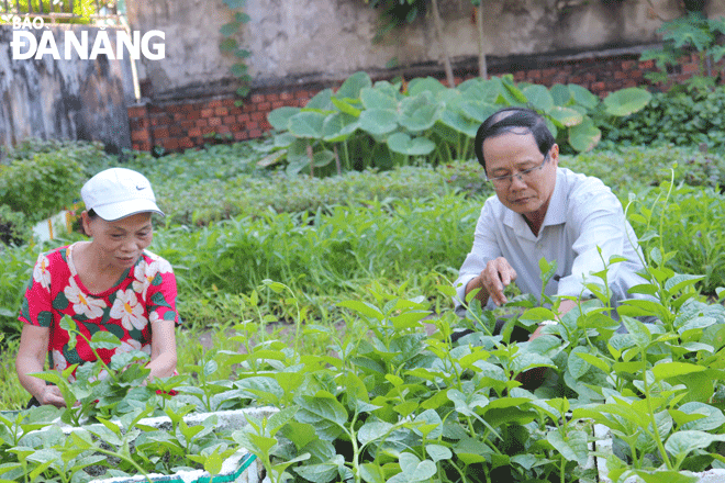 Từ lô đất trống bị ô nhiễm, hội viên Hội Cựu chiến binh Chi hội Mỹ Tân 5, phường Phước Mỹ đã dọn sạch và làm thành vườn rau xanh mát.Ảnh: N.H	