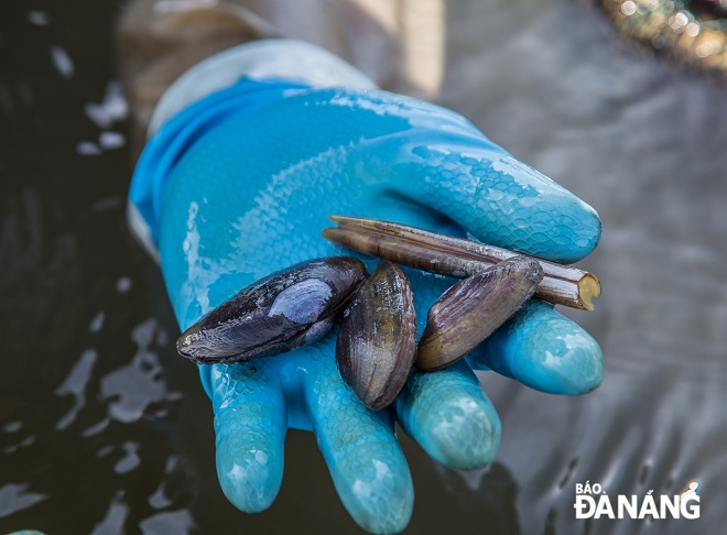 Rubber gloves are an indispensable tool for 'so phi' hunters