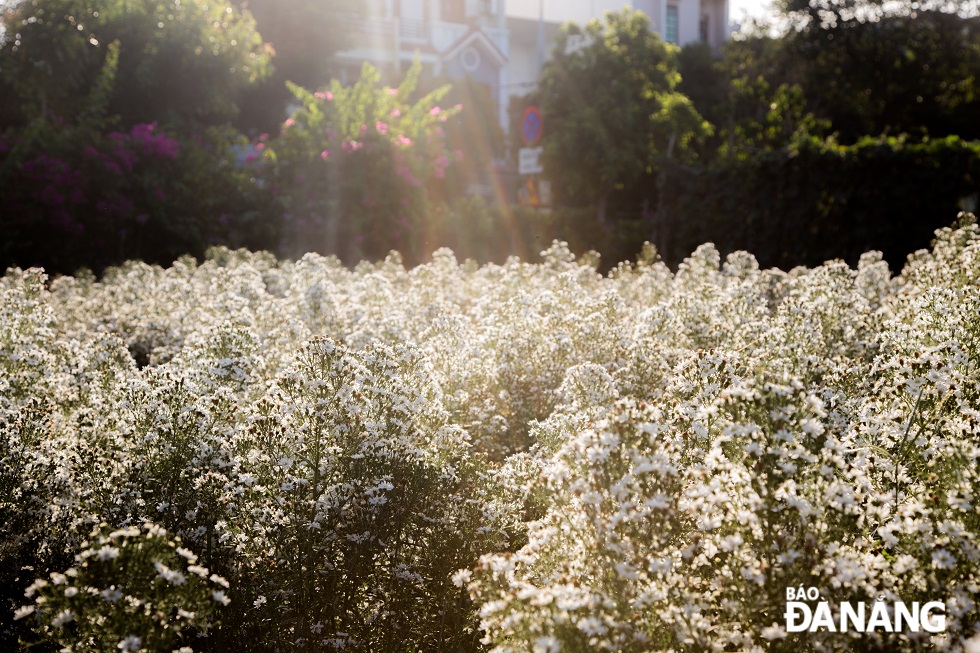 Visitors to the flower garden have the opportunity to admire the beauty of white daisies.