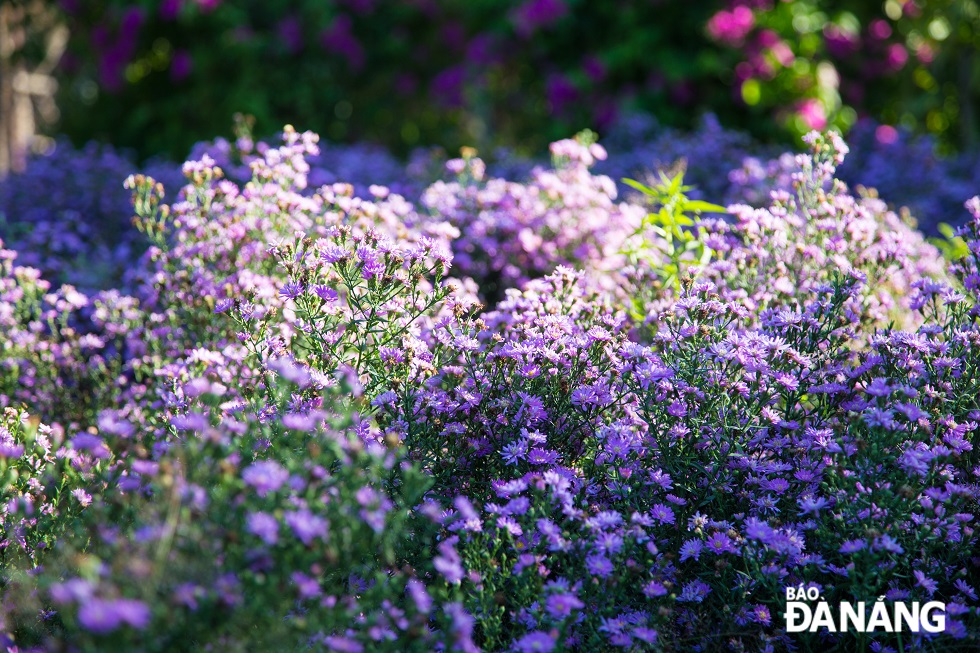 The beauty of the purple heather flowers.