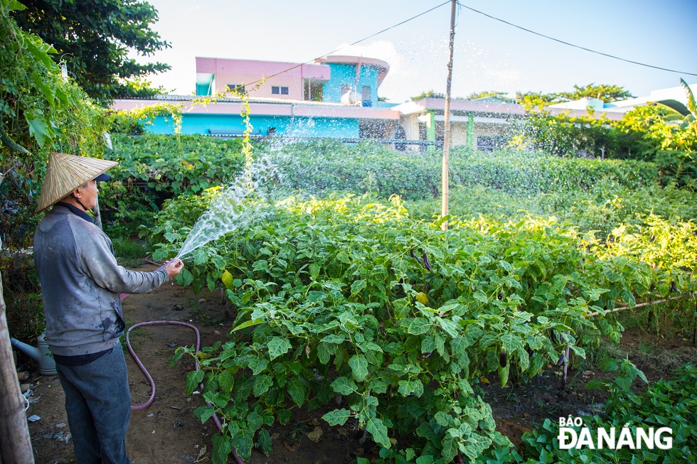 Aside from a wide range of flowers, there are a number of green leafy vegetables, eggplants and pumpkins all carefully cared for by the members of the Khue Trung Ward Farmers' Association.