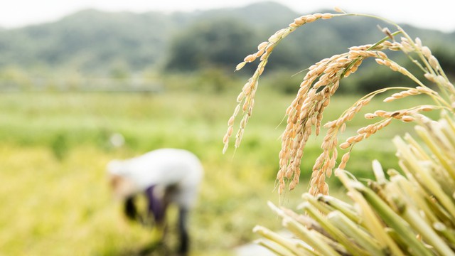 Sau Ấn Độ, thêm hai nước cấm xuất khẩu gạo