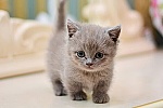 Mèo Munchkin chân ngắn loài mèo dễ thương đáng yêu