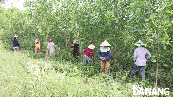 Khấm khá lên nhờ cây keo lá tràm