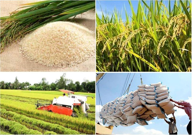 Theo dõi chặt chẽ tình hình thời tiết, thiên tai, dịch bệnh để kịp thời điều chỉnh sản xuất, đảm bảo mục tiêu sản xuất trên 43 triệu tấn lúa/năm trong các năm tiếp theo.