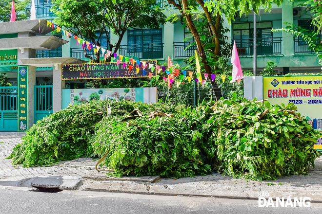 Ghi nhận tai tuyến đường Ý Lan Nguyên Phi (quận Hải Châu), đơn vị thi công sẽ gom các cành cây lại gọn gàng rồi đem đi xử lý cuối buổi cắt tỉa.