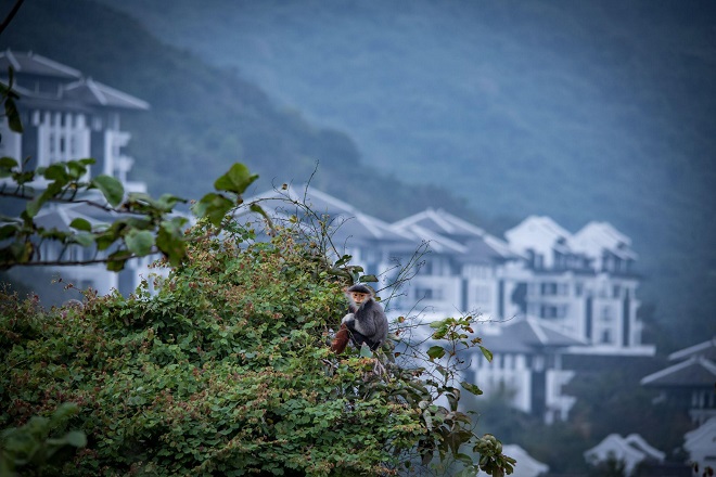 Voọc chà vá chân nâu tại bán đảo Sơn Trà.