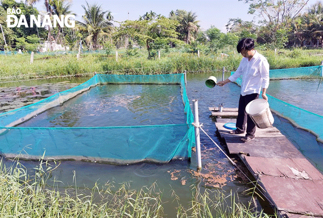 Mô hình nuôi trồng cá thát lát của anh Cao Văn Tới tại xã Hòa Khương (huyện Hòa Vang) phát huy hiệu quả, tạo công ăn việc làm cho người dân.  Ảnh: H.T	