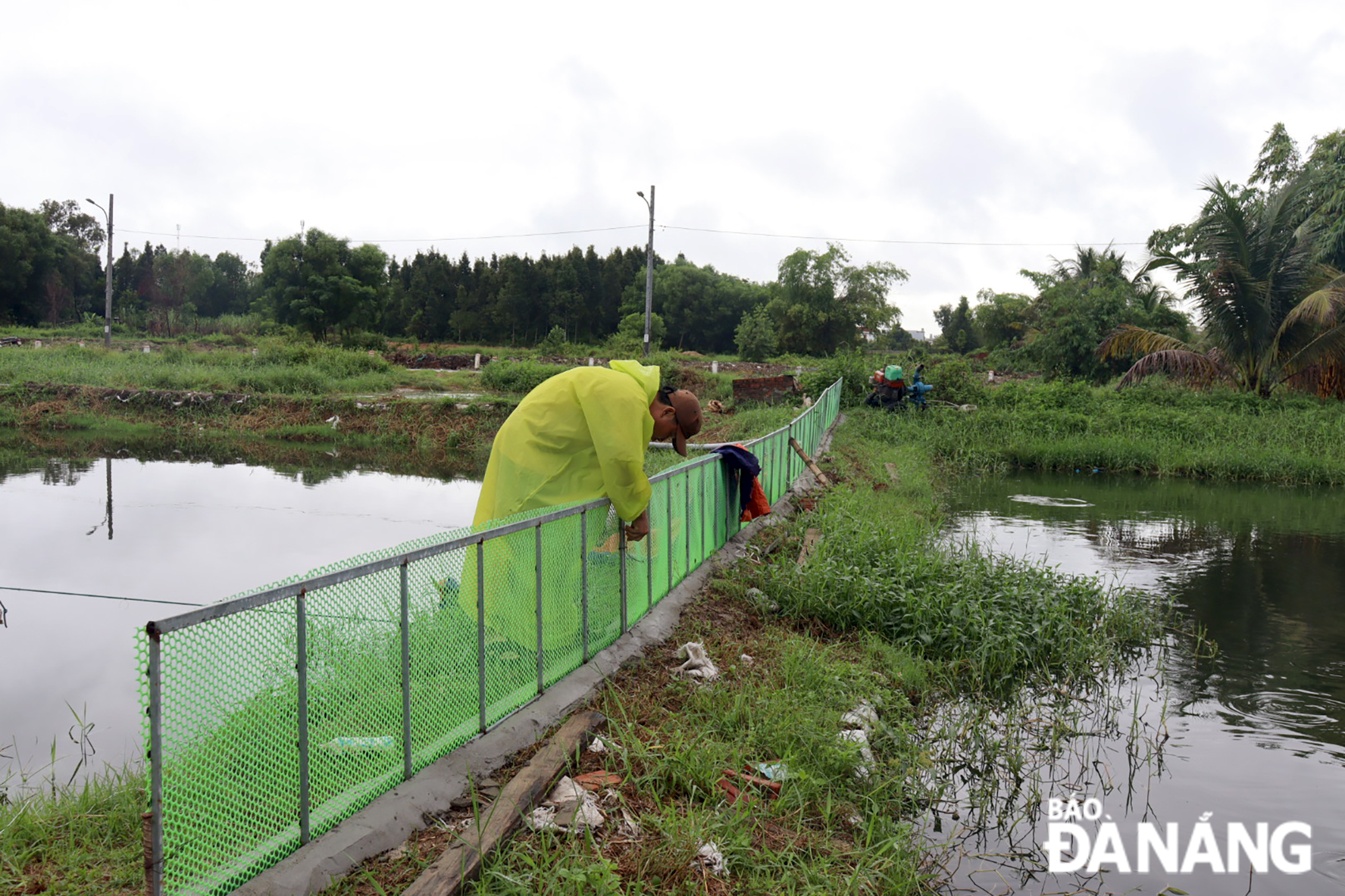 Các hộ dân nuôi cá nước ngọt tại xã Hòa Khương kiểm tra, dựng rào quanh khu ao để hạn chế thất thoát nếu xảy ra ngập lụt.