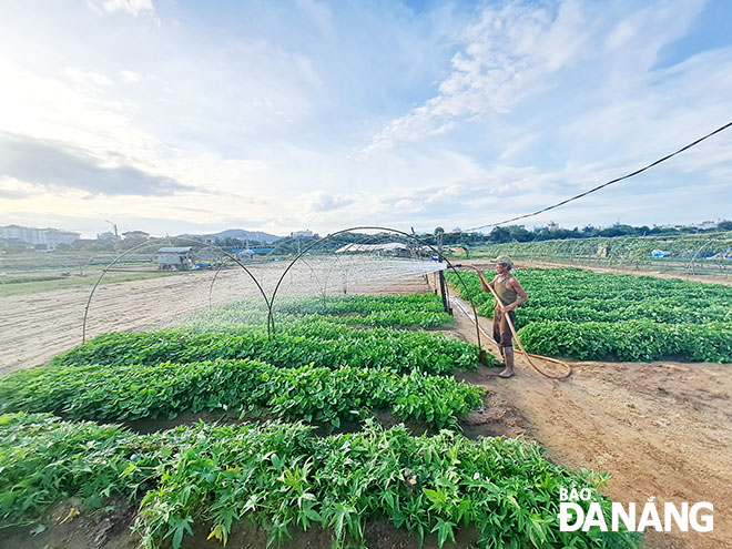 Để khắc phục tình trạng thiếu nước tưới, một số nông dân như ông Lê Hồng Việt tìm nguồn nước từ trong cống Quỳnh nhưng cũng chỉ đủ tưới cho một vài luống rau làng. Ảnh: KHÁNH HÒA