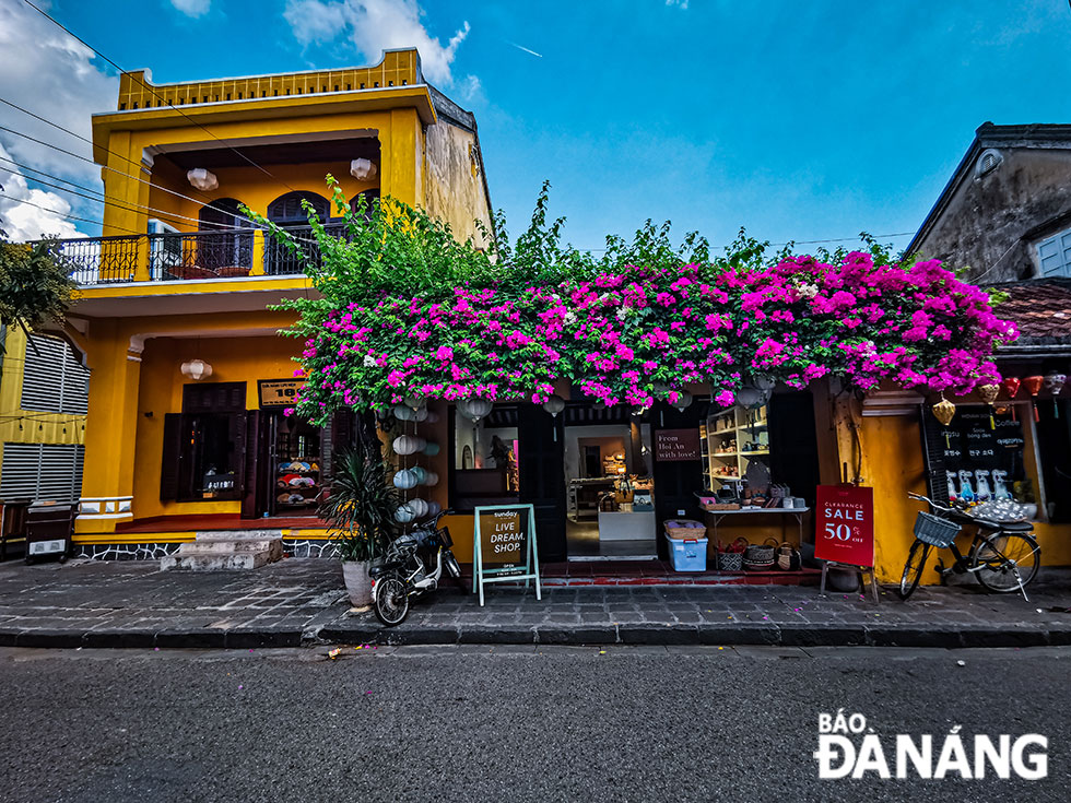 Bougainvillea flowers in Hoi An boasts an outstanding beauty in harmony with the old style of ancient houses with moss-tiled roofs