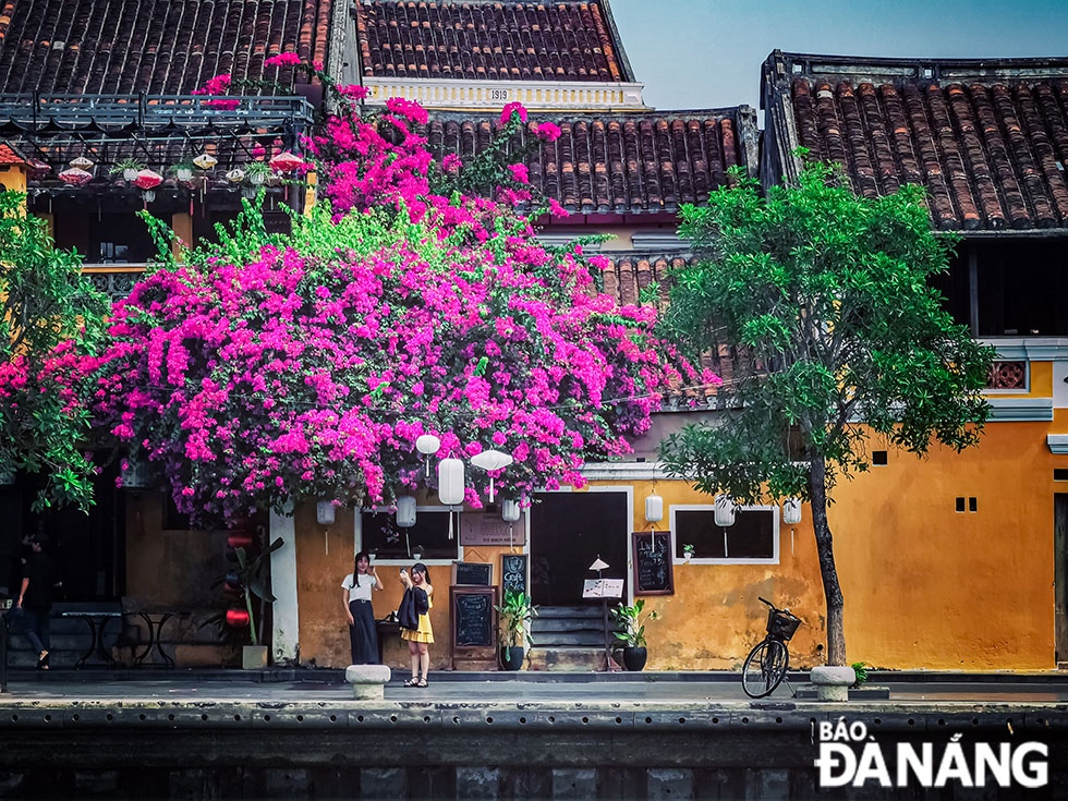 Bougainvillea flowers attract many tourists to Hoi An City.