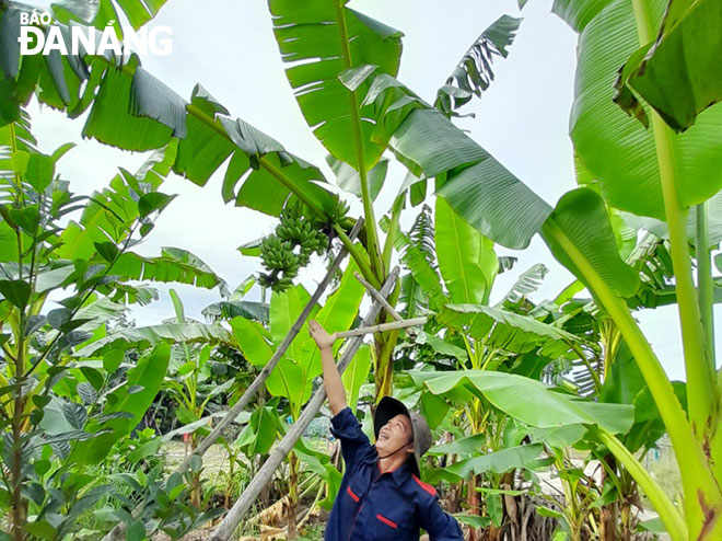 Chuối thanh tiêu bản địa nhân giống bằng kỹ thuật nuôi cấy mô được trồng thử nghiệm tại xã Hòa Nhơn, huyện Hòa Vang. Ảnh: Đ.H.L
