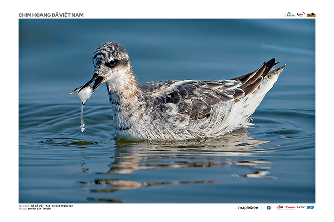 photographer Huynh Van Truyen won the third prize for his photo of ‘Re Co Do’ (Red-necked Phalarope)