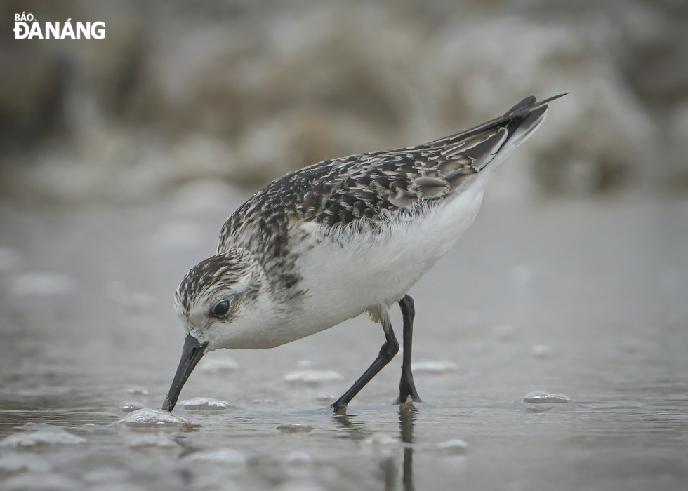 The ruddy turnstone (Arenaria interpres)