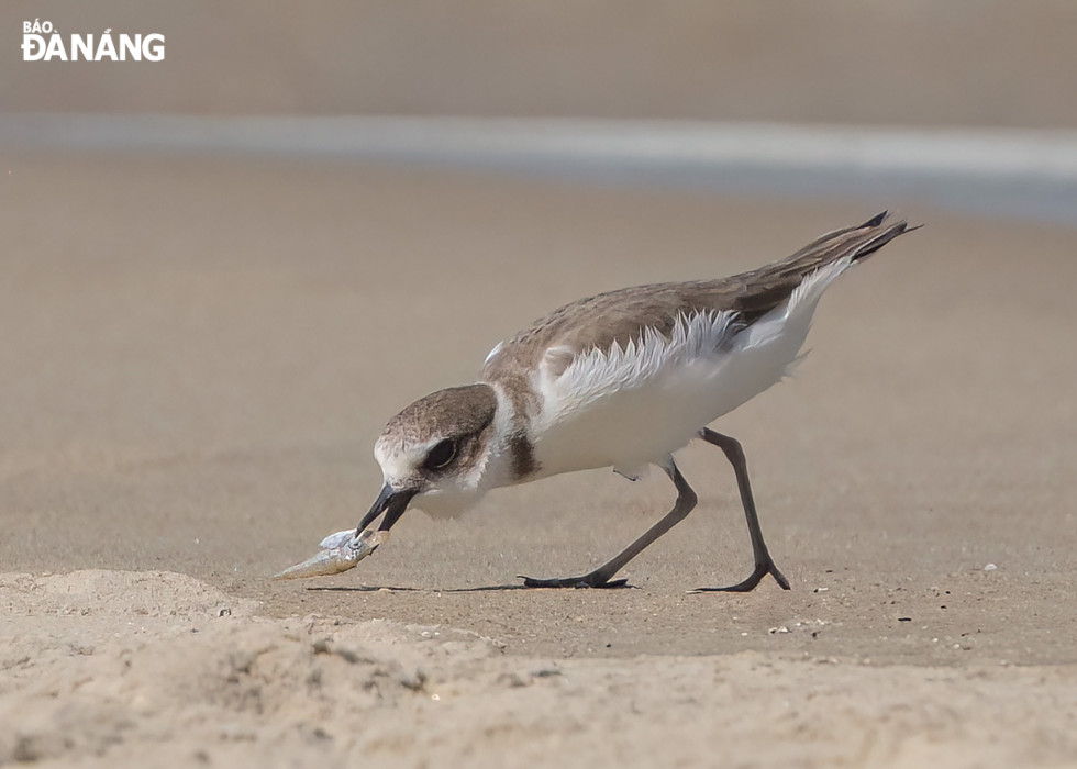 A gray-necked Ruddy Turnstone seeking some food 