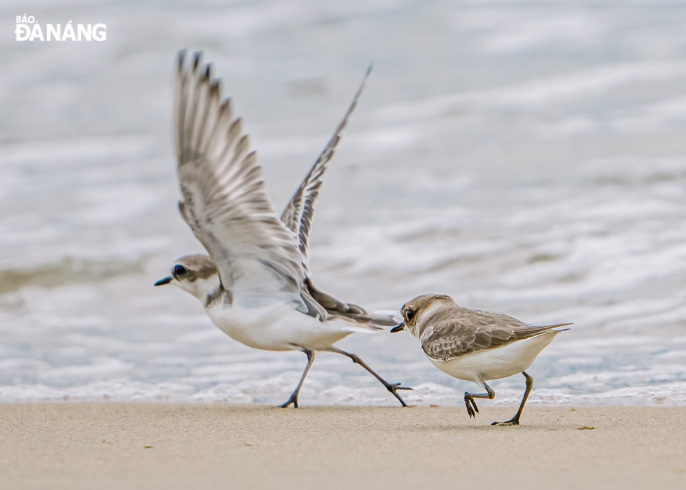 The bird shows off its beautiful wings