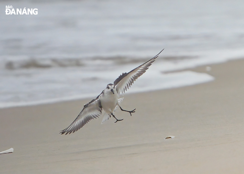 A bird is flying