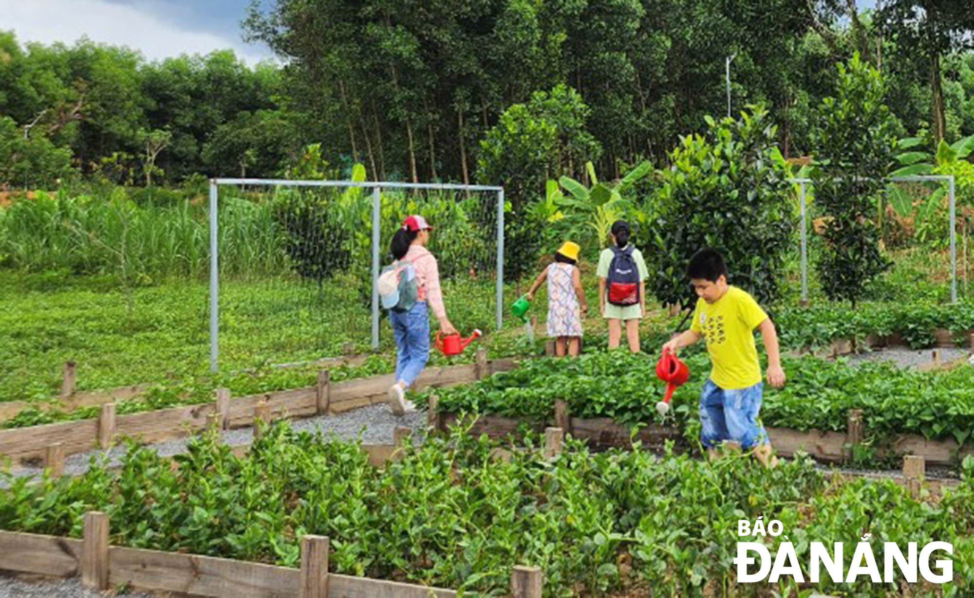 Pupils visit and experience growing clean vegetables at the Bana Rita Glamping Farm located in Hoa Vang District''s Hoa Phu Commune. Photo: T. TUAN