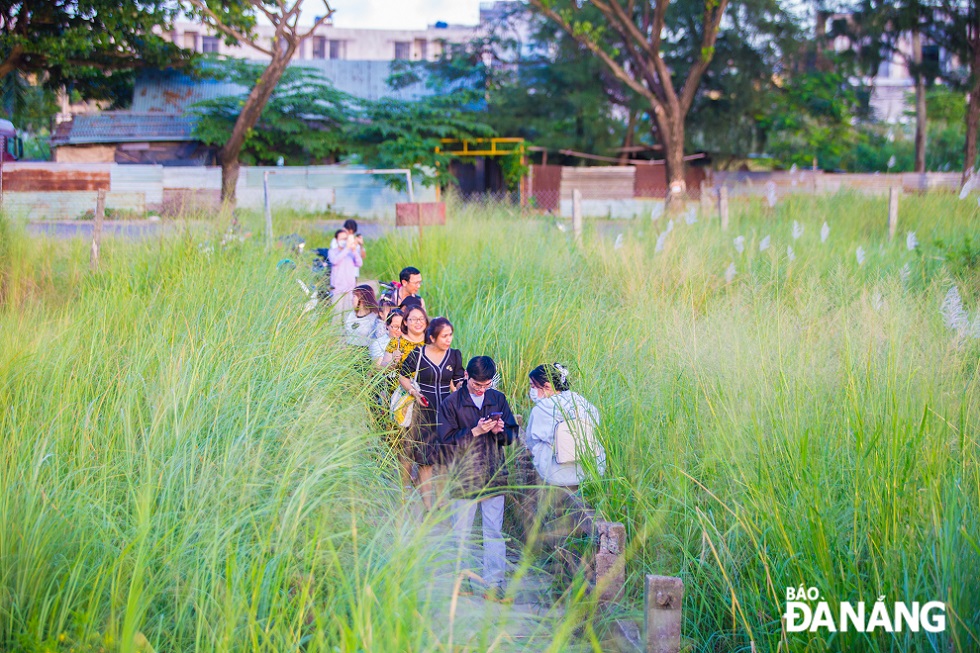 Locals and tourists want to save beautiful moments with white reeds.