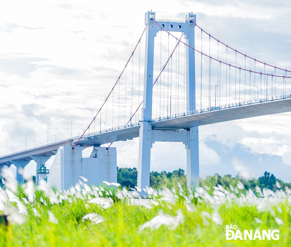 White reeds bloom right at the foot of the Thuan Phuoc Bridge