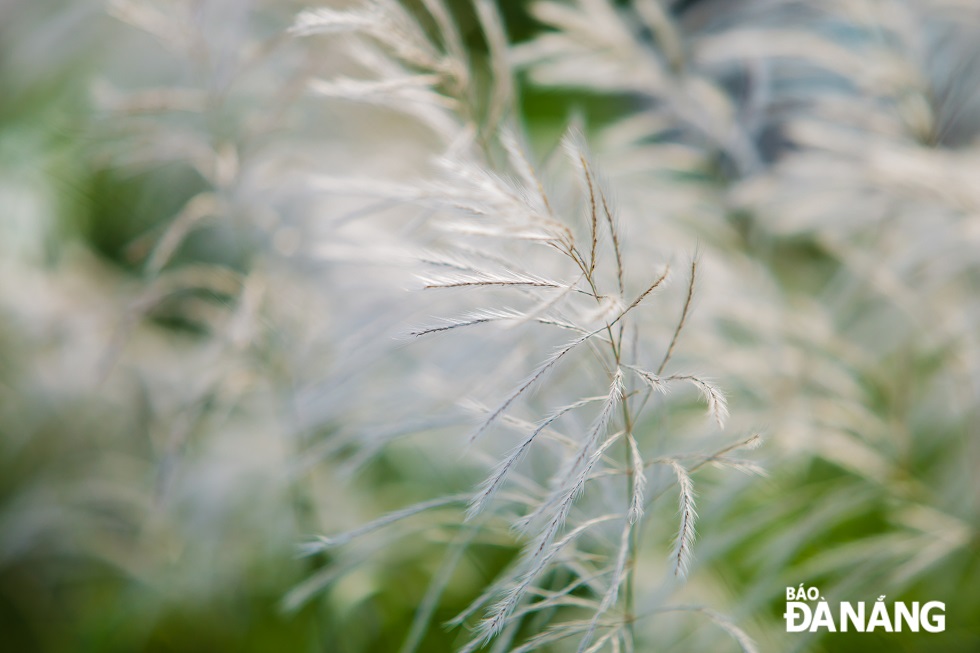 According to folk experience, blooming white reeds is a sign that the rainy season is about to pass