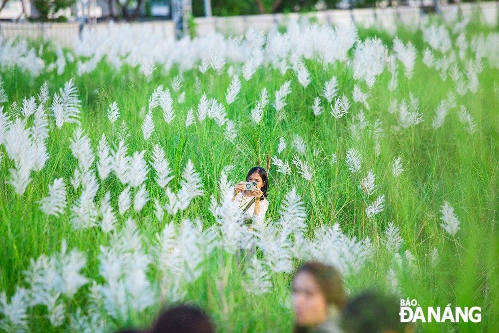 The beauty of white reeds in the afternoon sunlight.