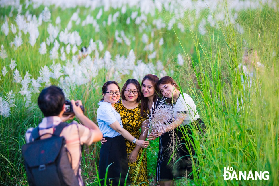 Many people take advantage of sunset to take photos with white reeds grass. The short blooming period of the white reeds lasts only several weeks until late December.