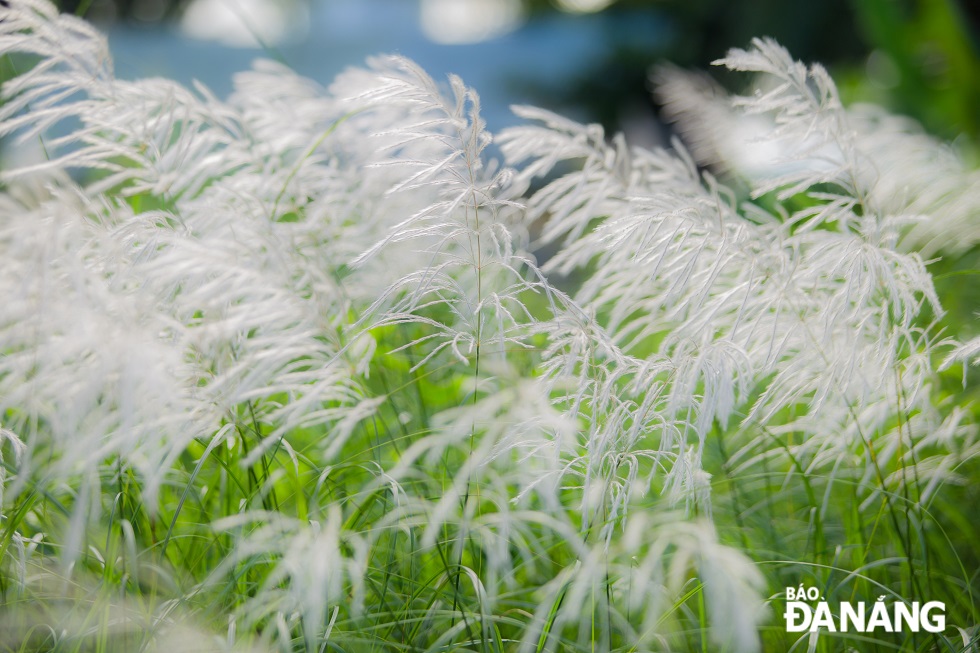 White reeds captivate visitors with poetic and pure beauty