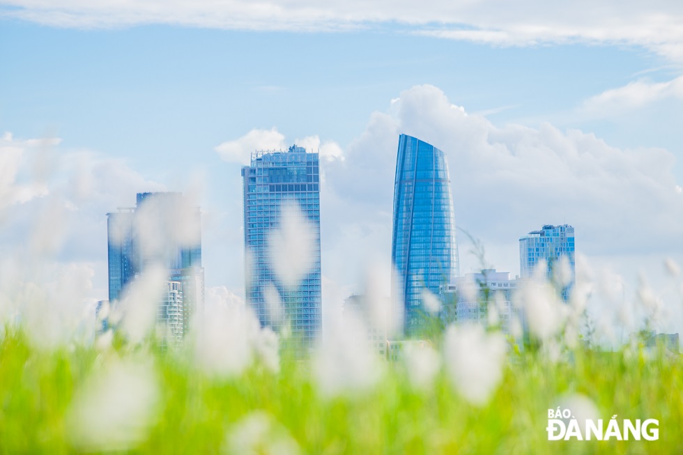 Blooming white reeds bring peaceful beauty