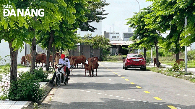 Tình trạng bò thả rông trong khu dân cư Khuê Đông, phường Hòa Quý. Ảnh: KHÁNH HUYỀN