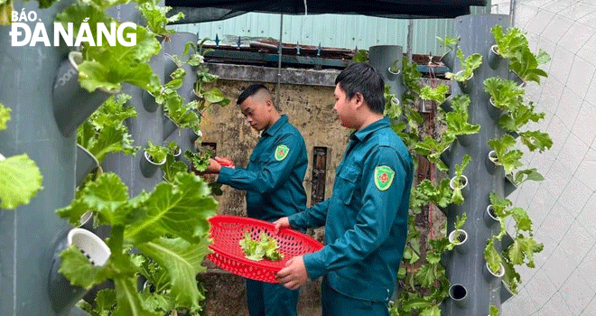 Thu hoạch rau thủy canh tại Ban Chỉ huy Quân sự phường Nại Hiên Đông (quận Sơn Trà). Ảnh: A.Đ