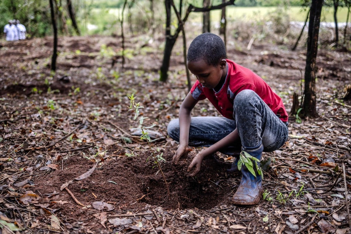 Em Isaac Molu, 11 tuổi, đang trồng một cây non trong ngày Chính phủ Kenya công bố sự kiện chọn ngày 13-11 hằng năm là Ngày trồng cây quốc gia. Ảnh: AFP