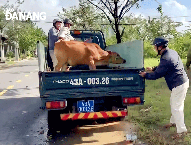 Đội tuần tra, xử lý bò thả rông phường Hòa Minh (quận Liên Chiểu) bắt giữ bò thả rông tại khu vực dự án Kim Long. Ảnh: N.L