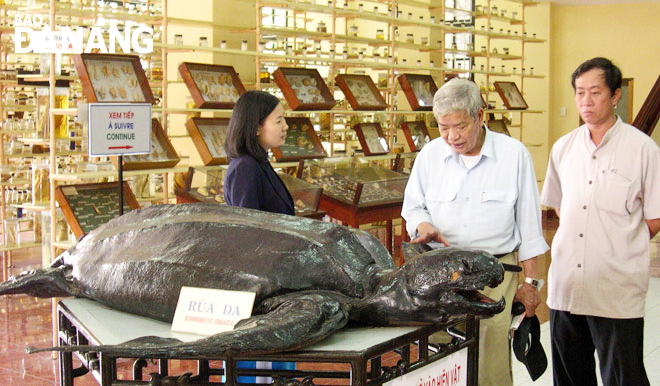 Tiêu bản rùa da trưng bày tại Bảo tàng Hải dương học - Viện Hải dương học, Nha Trang. Ảnh: V.T.L