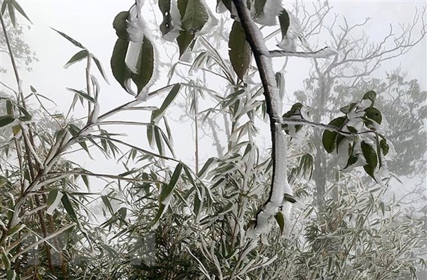 Frost and hoar-rost covering trees in the forest of the Hoang Lien National Park near the Fansipan cable car station. (Photo: Quoc Khanh/VNA)