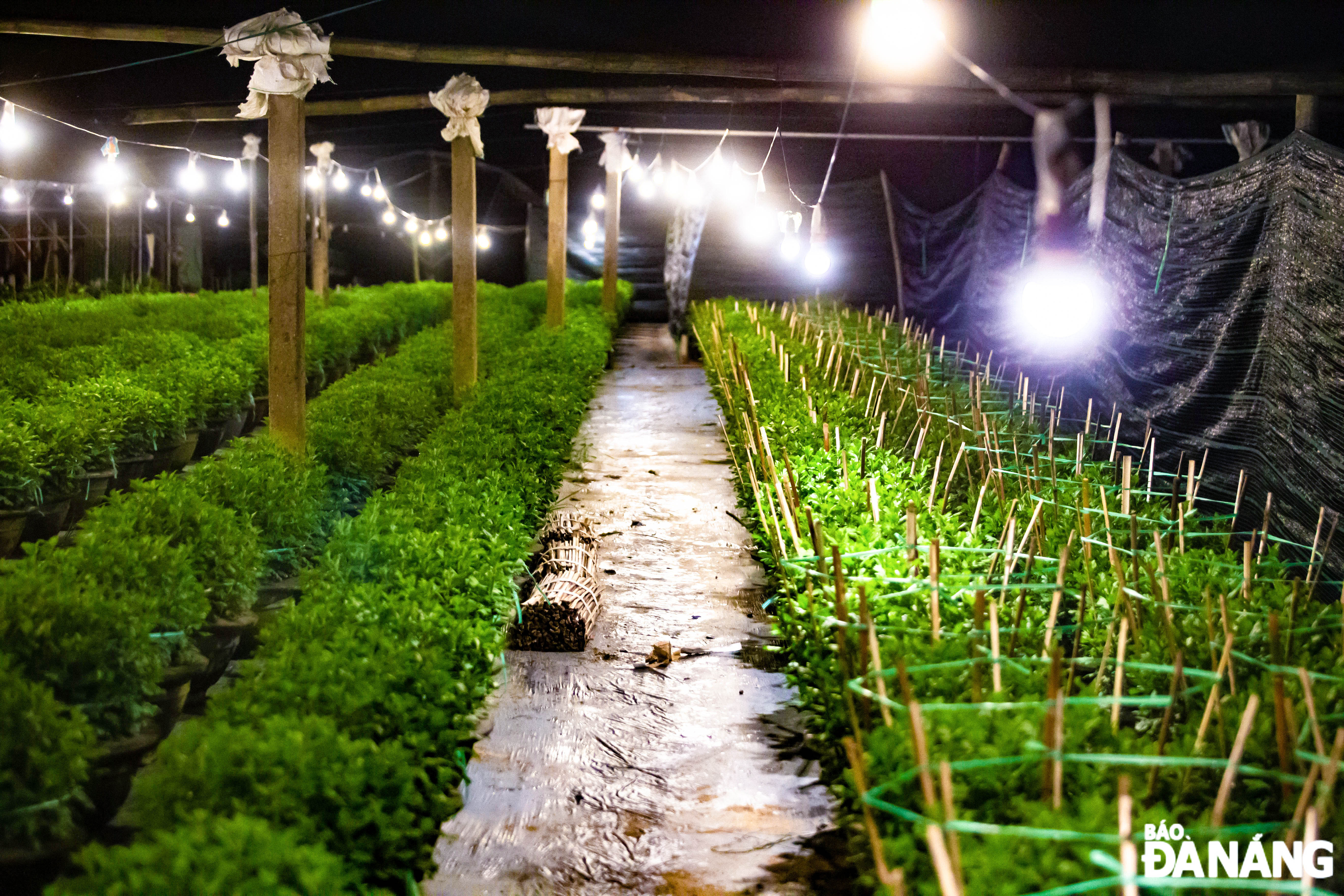 This year, most flower growers in the Duong Son flower village plant chrysanthemums, marigolds, bougainvillea and orchids