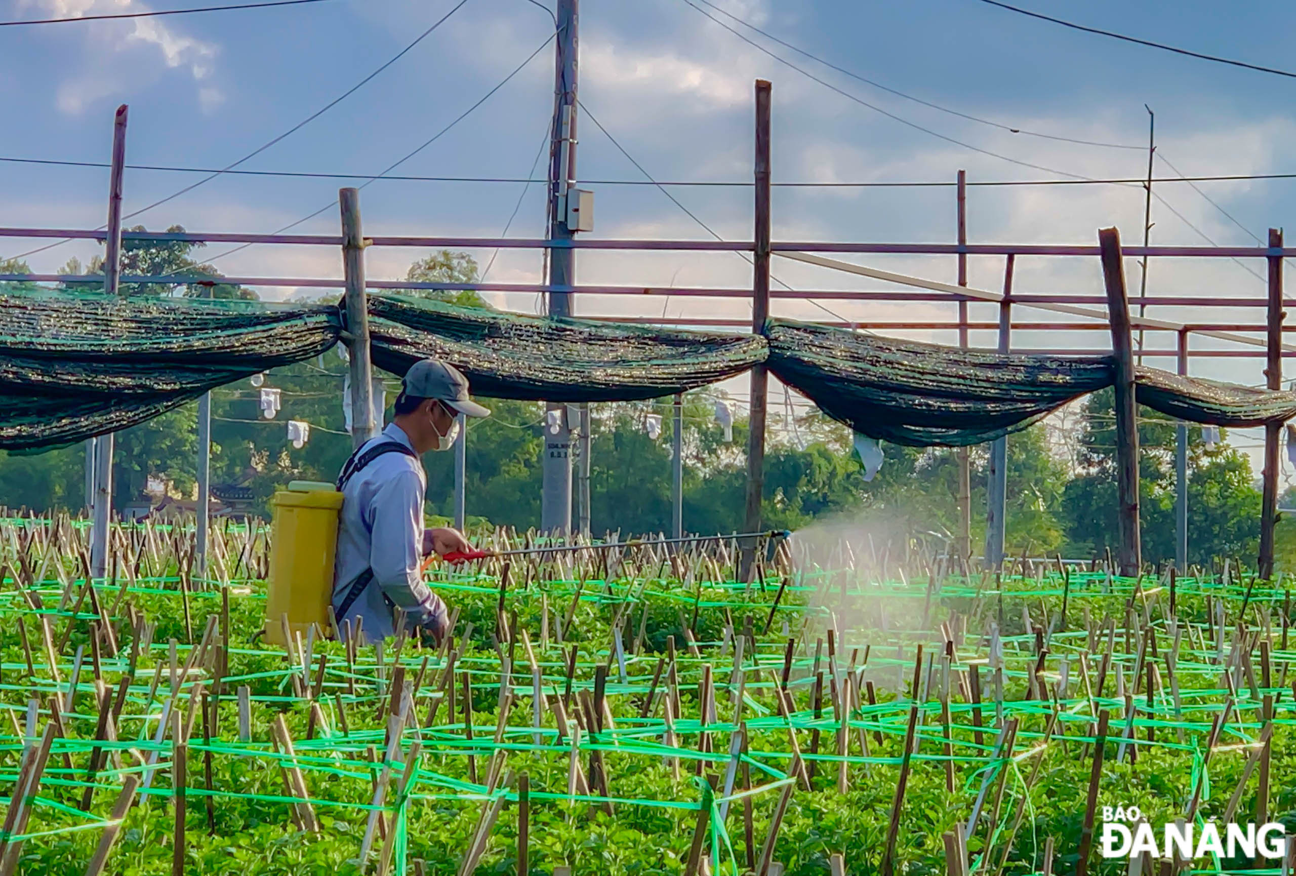 People proactively prevent and limit some pests and diseases that harm flowers. Photo: D.Q